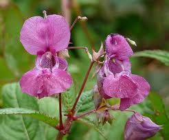flower head of Himalayan balsam